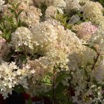 Hortenzia metlinatá (Hydrangea paniculata) ´VANILLE FRAISE´® - výška 20-30 cm, kont. C2L